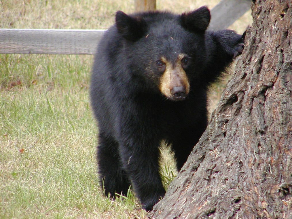 Black Bears